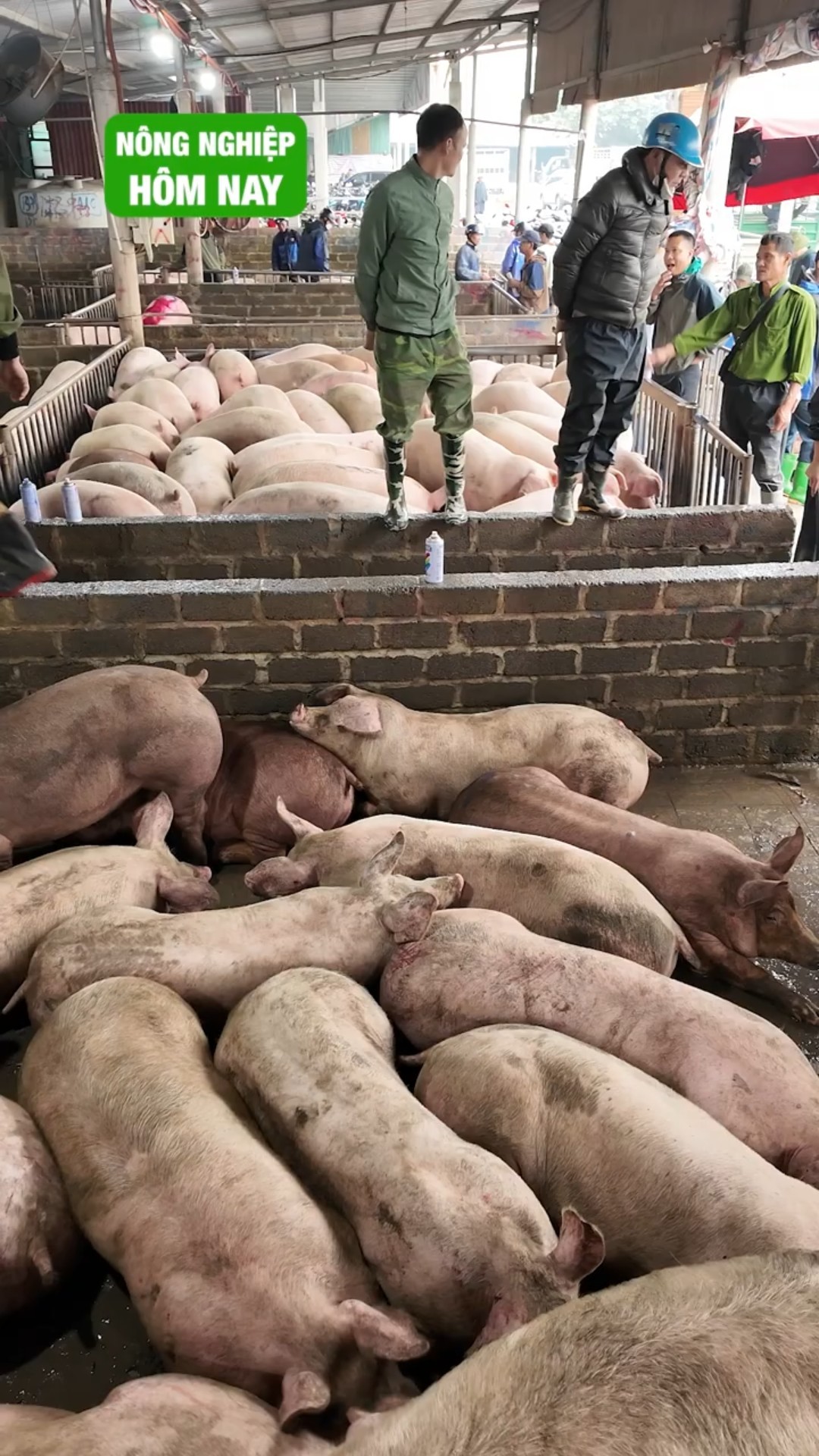 Tăng giá bán heo. Doanh nghiệp bội thu